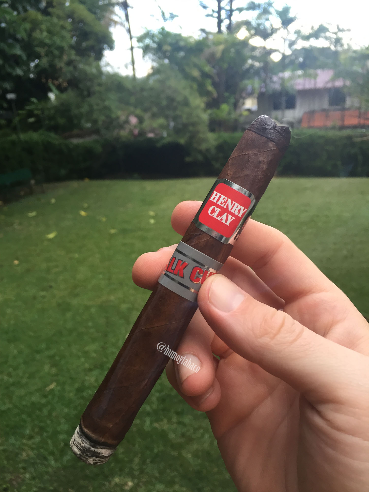 Henry Clay - Stalk Cut 02