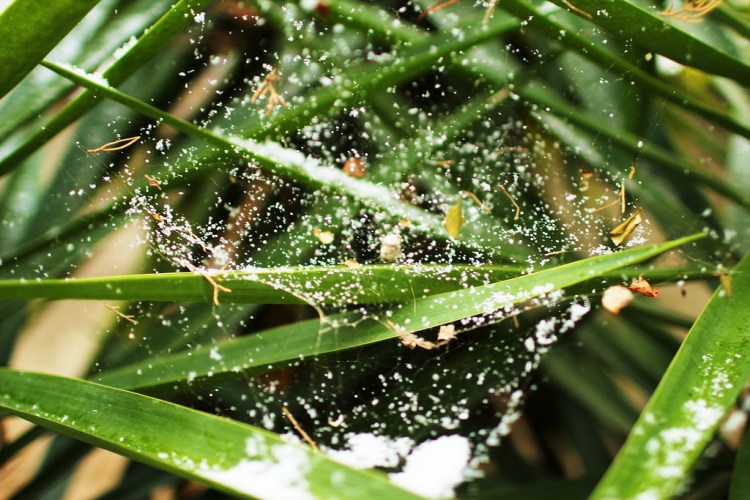 31390759544_fcc1d5edce_b