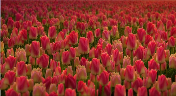 31550183305_5687d4c21d_b