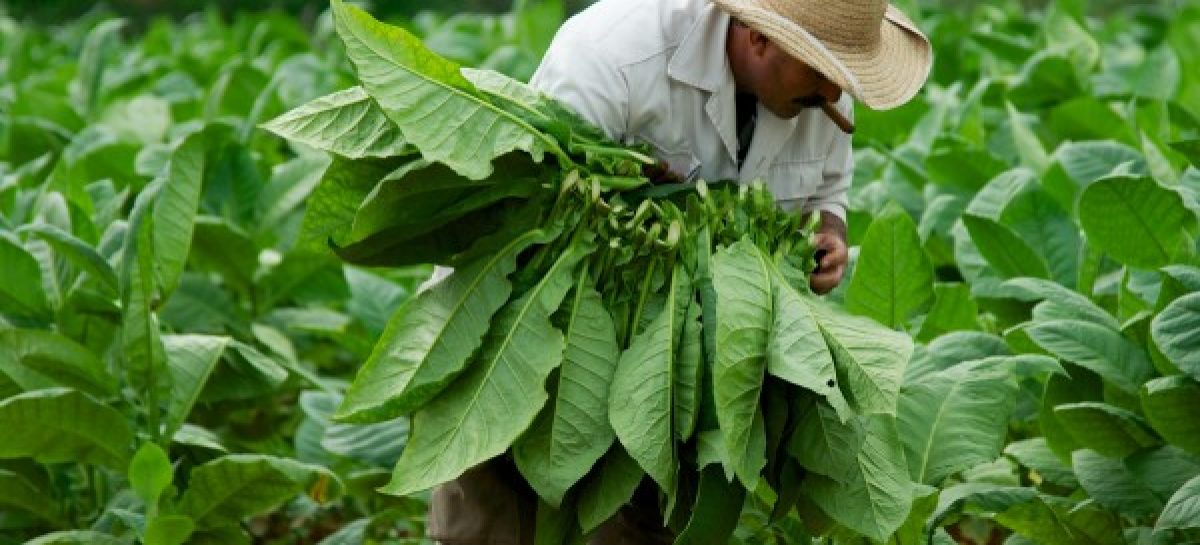 cultivodetabaco