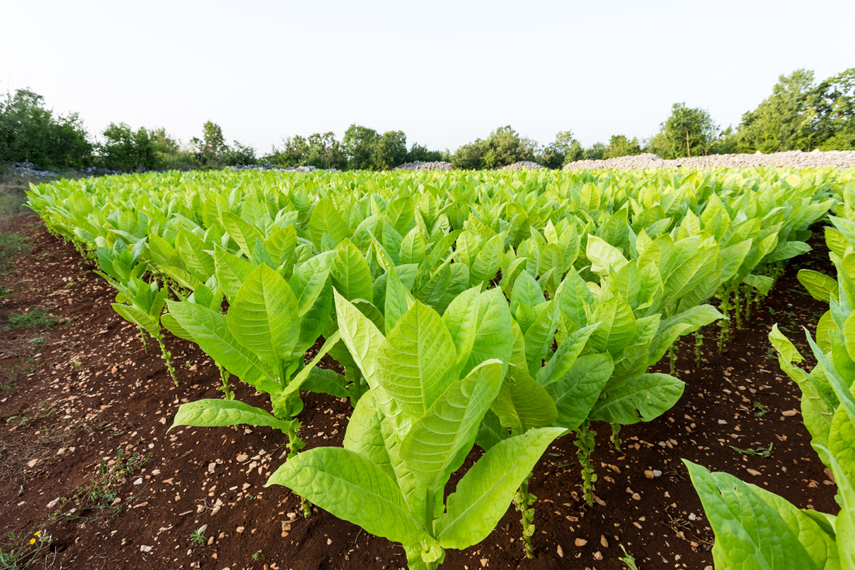 tobacco field