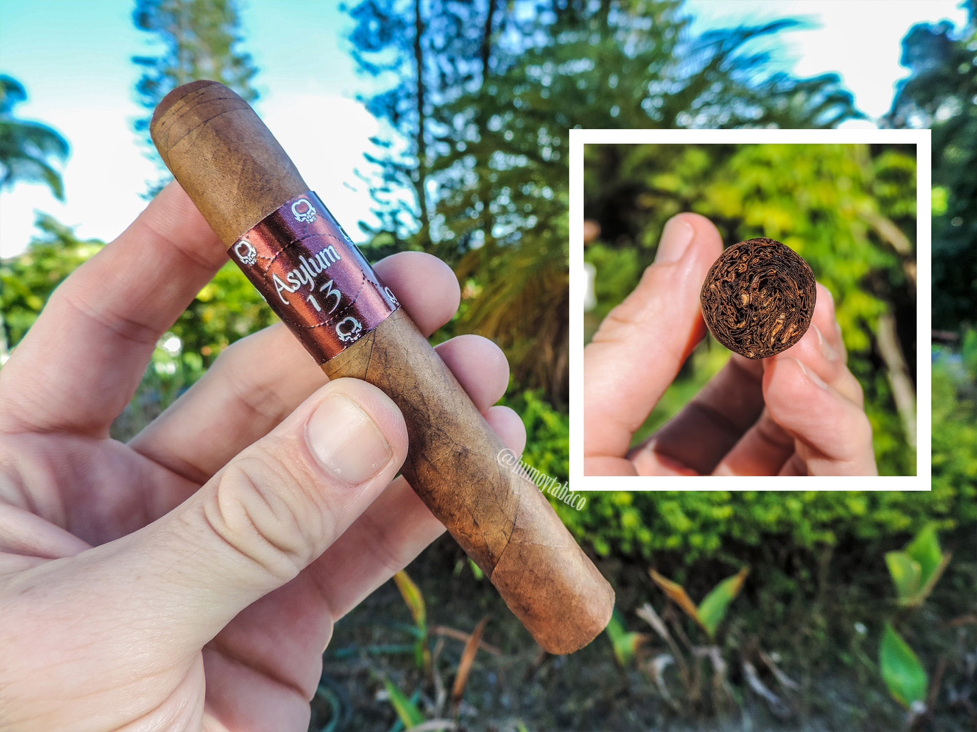 Asylum - 13 Authentic Corojo 01