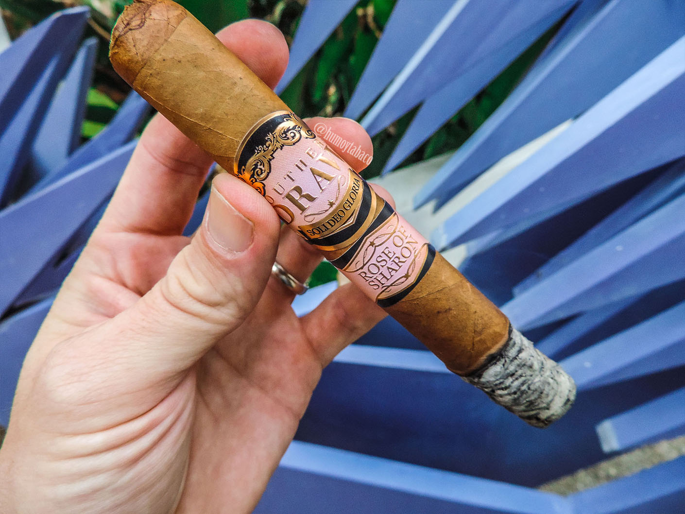 Southern Draw - Rose of Sharon 03