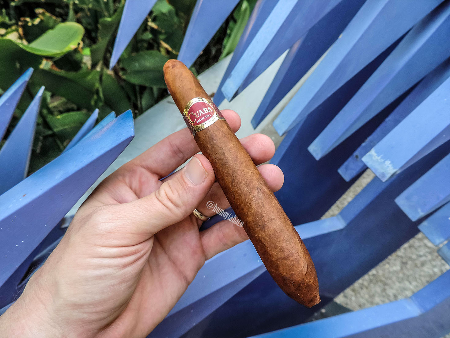 Cuaba - Distinguidos 01