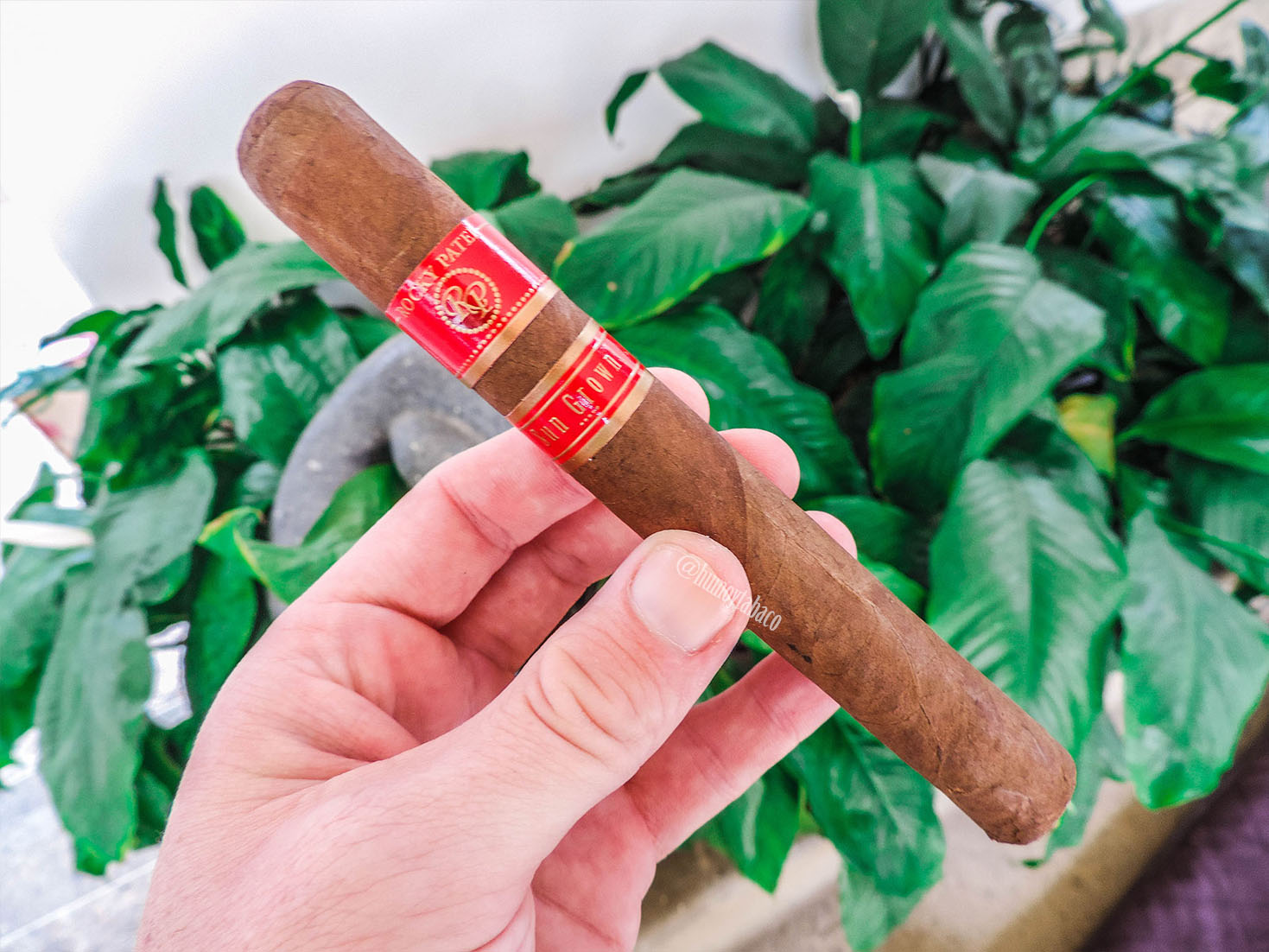 Rocky Patel - Sun Grown 01