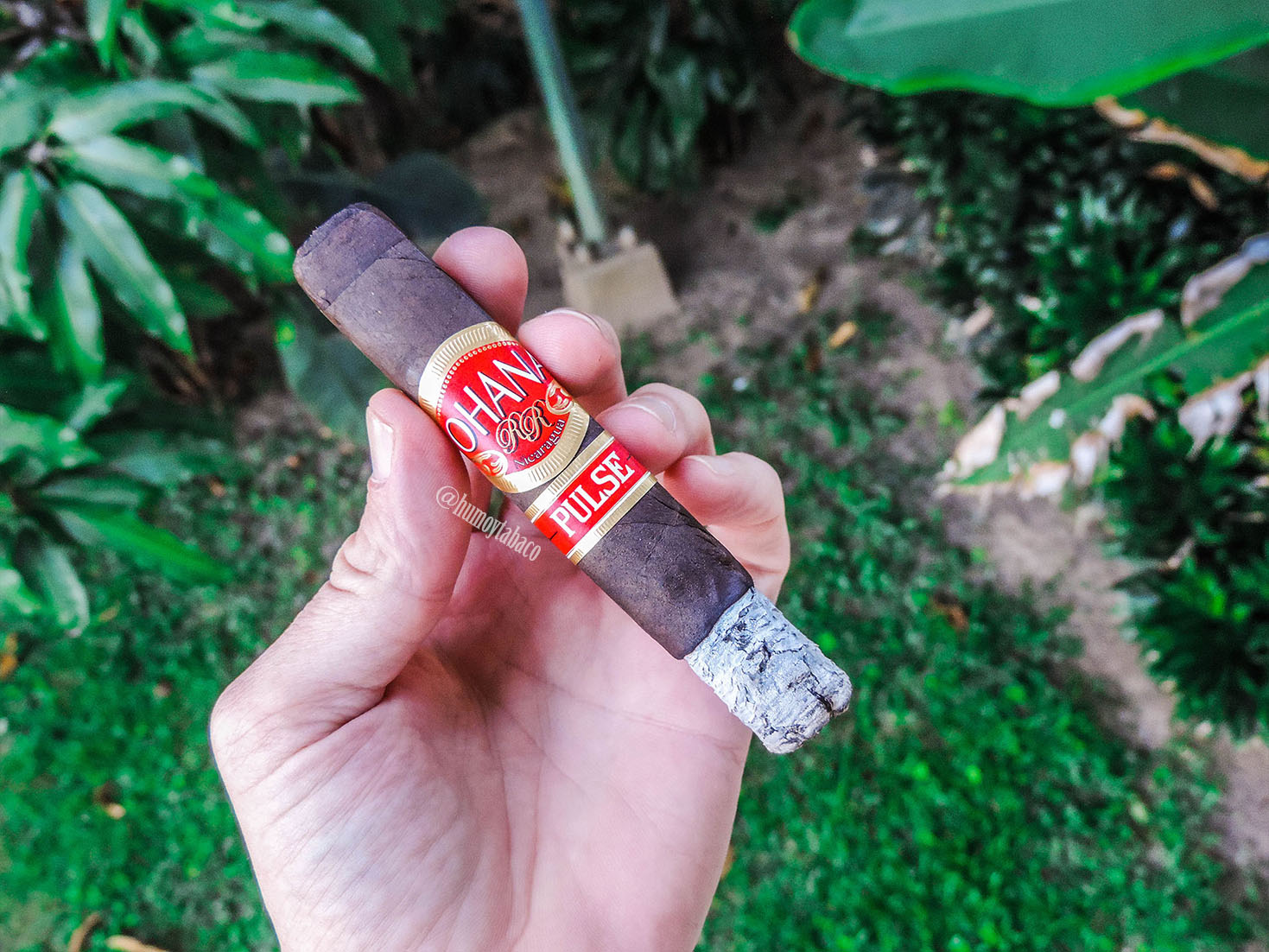 Ohana - Pulse Maduro 02