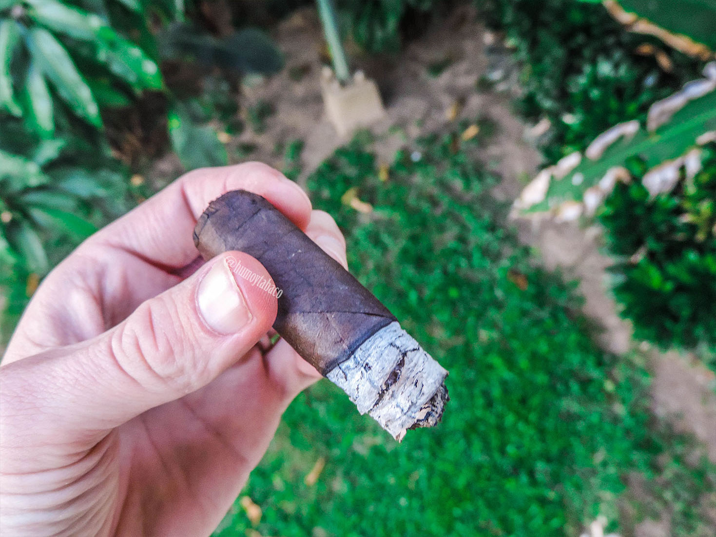 Ohana - Pulse Maduro 06