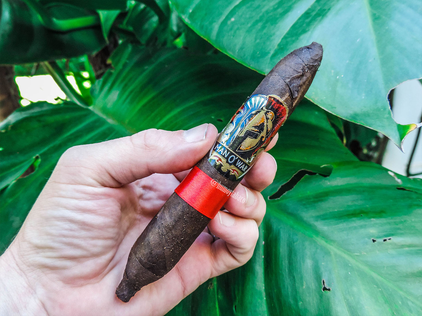 Man O' War - SE Oval Maduro 01