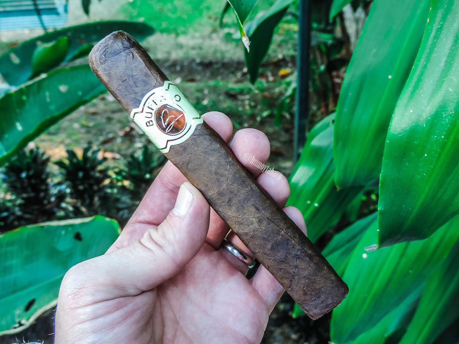 Buffalo - Box Press 01