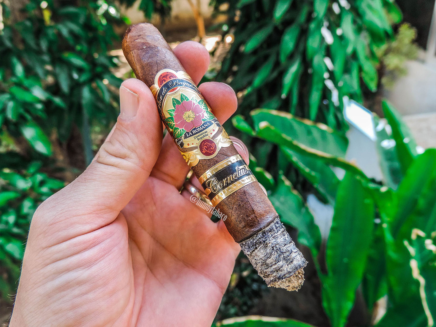 Cornelio Cigars - Flor de Bayahibe 04