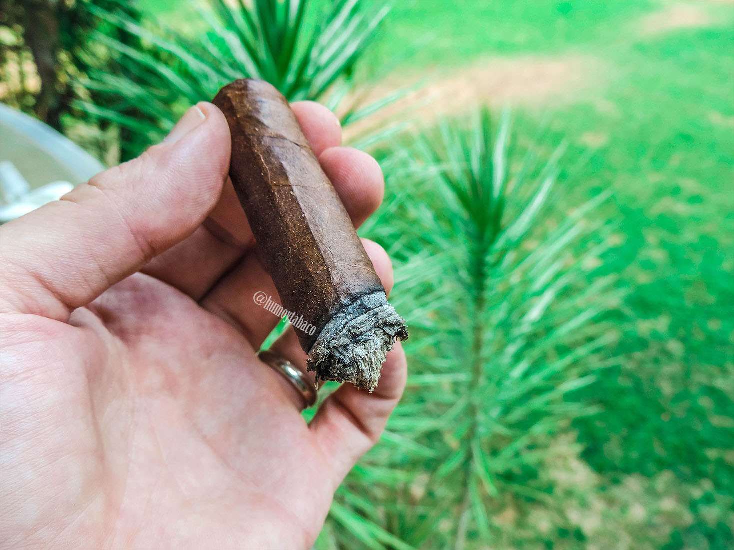 Cornelio Cigars - Flor de Bayahibe 07