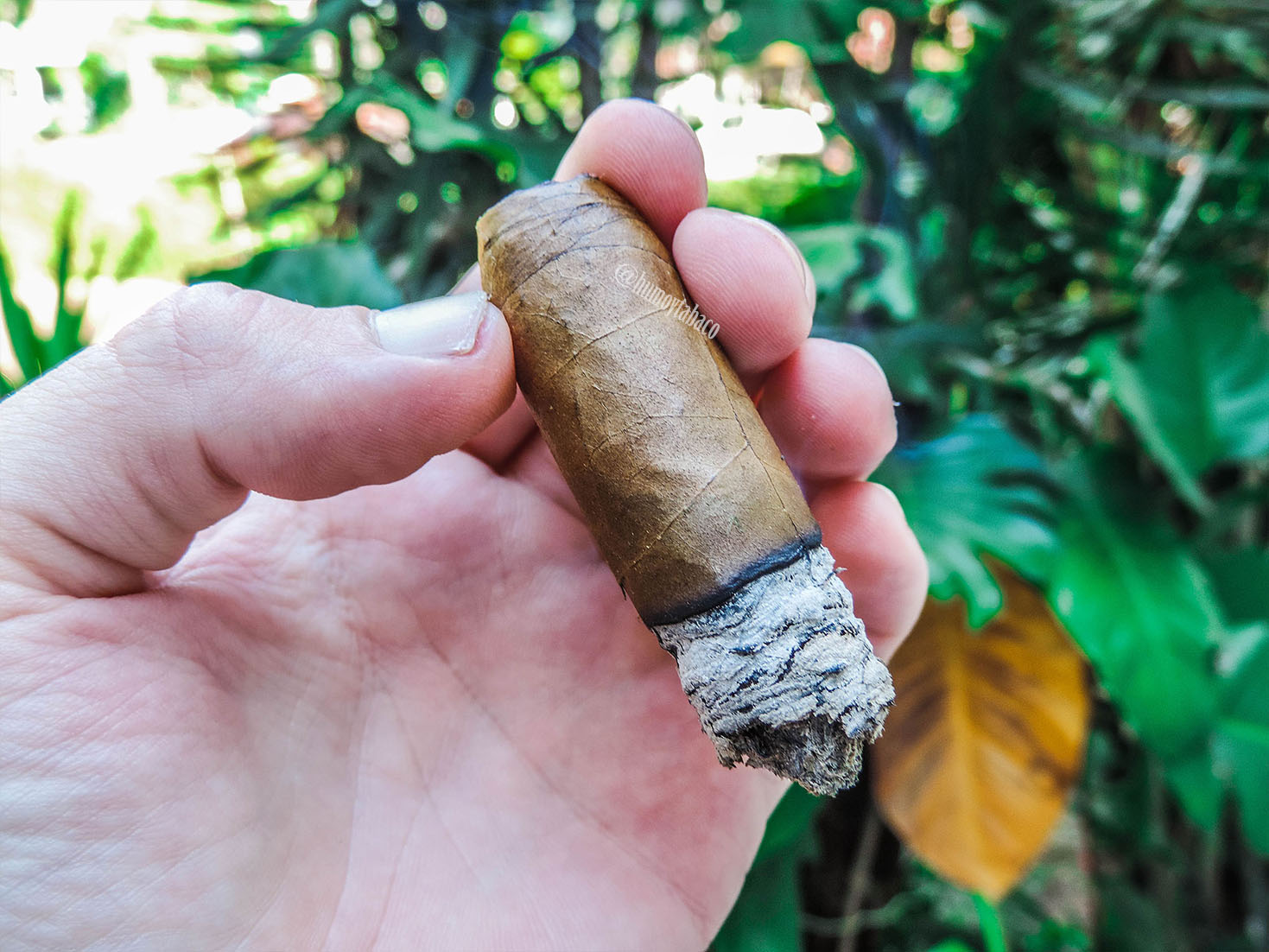 Perdomo - La Tradicion Cabinet Series Cameroon 06