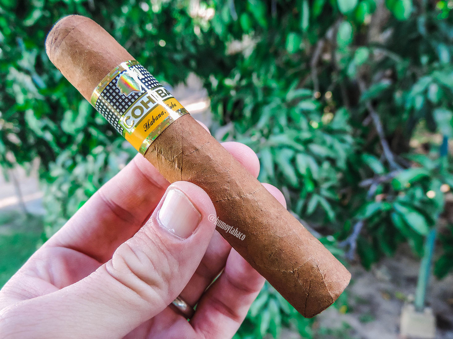Cohiba - Robusto 01