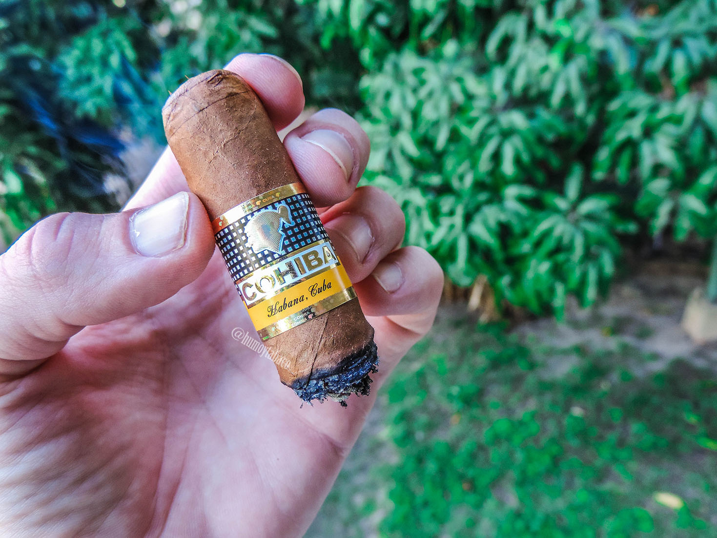 Cohiba - Robusto 05