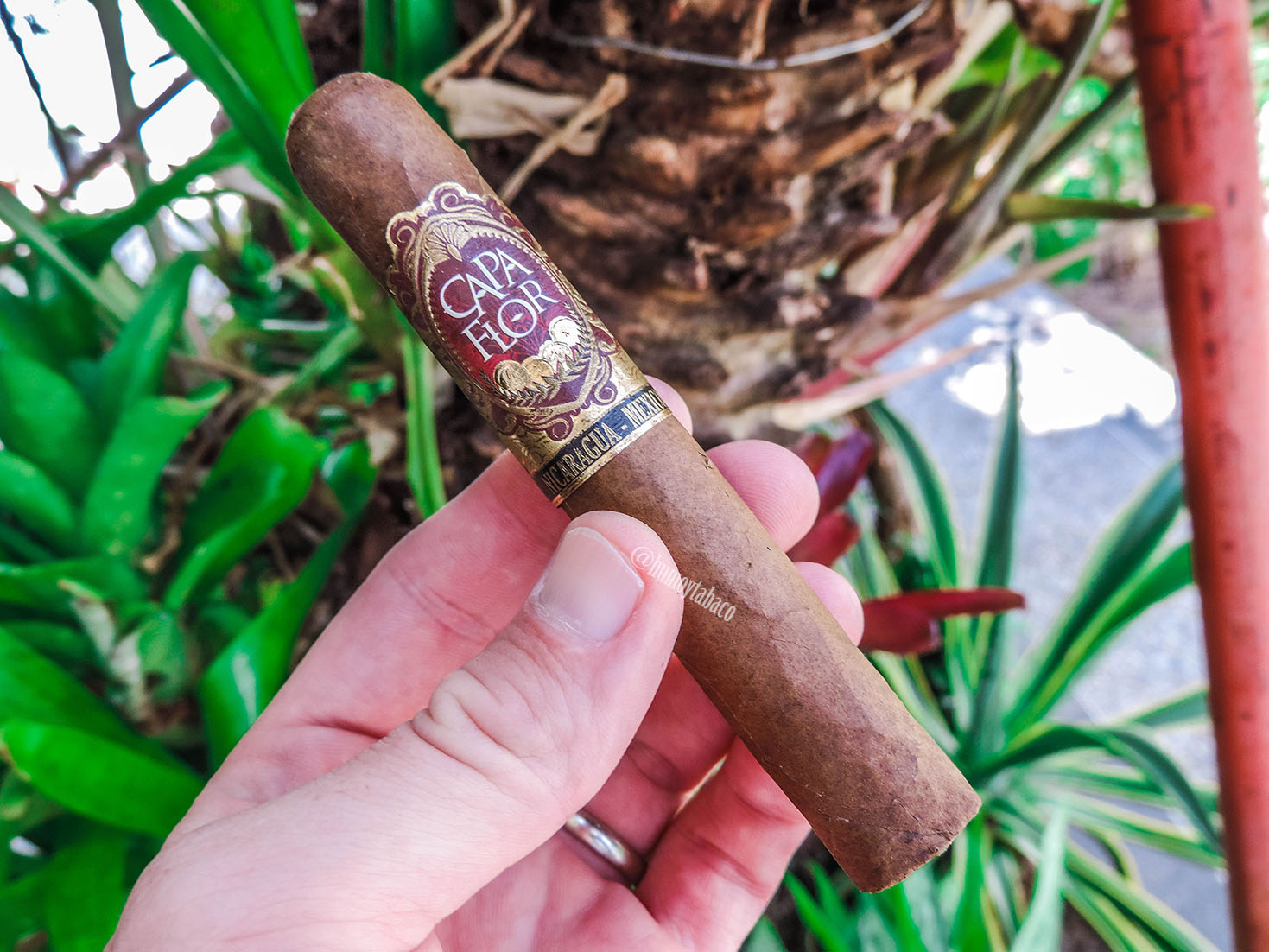 Santa Clara - Capa Flor 01