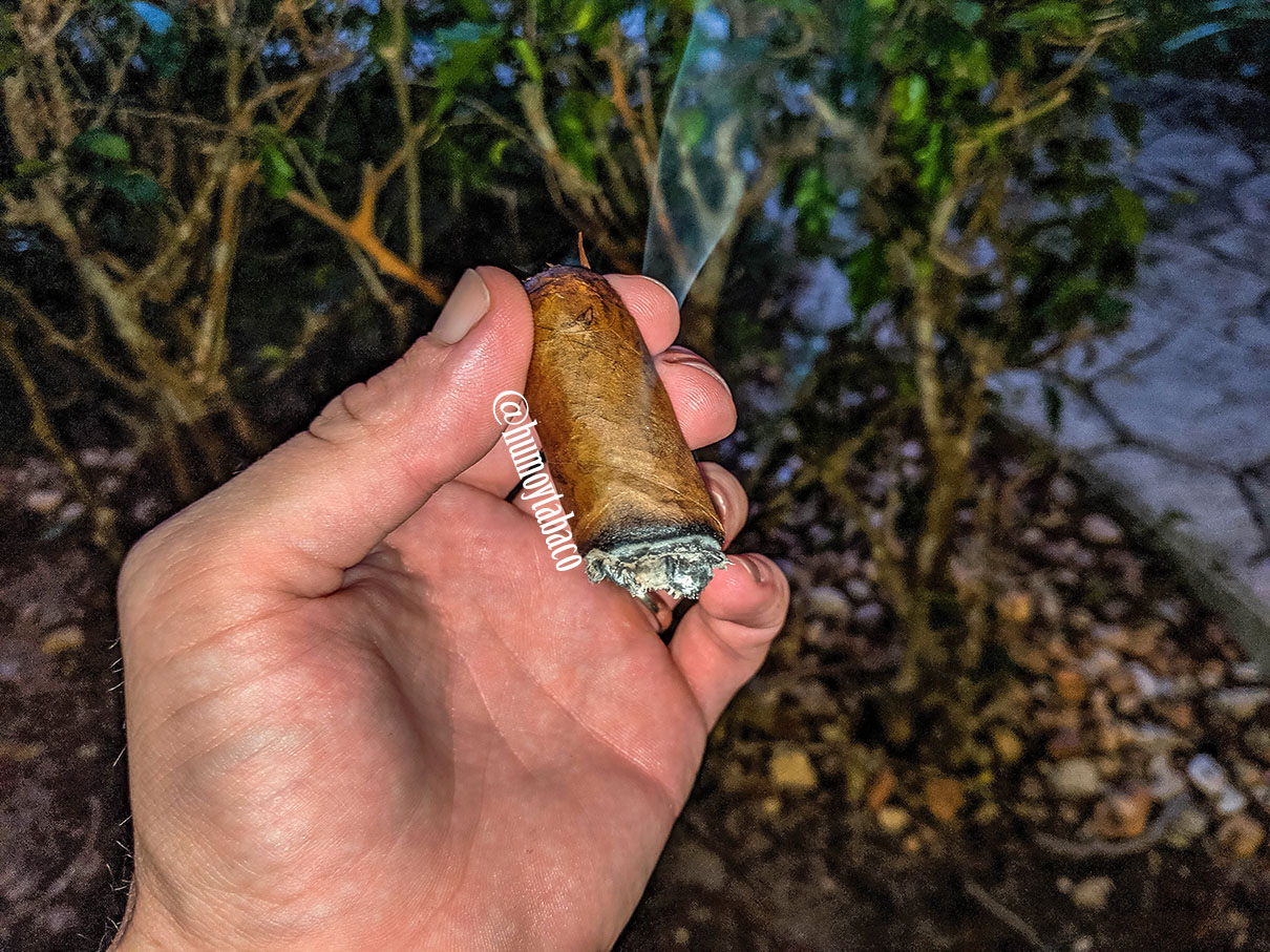 Buffalo - Box Press Habano 06