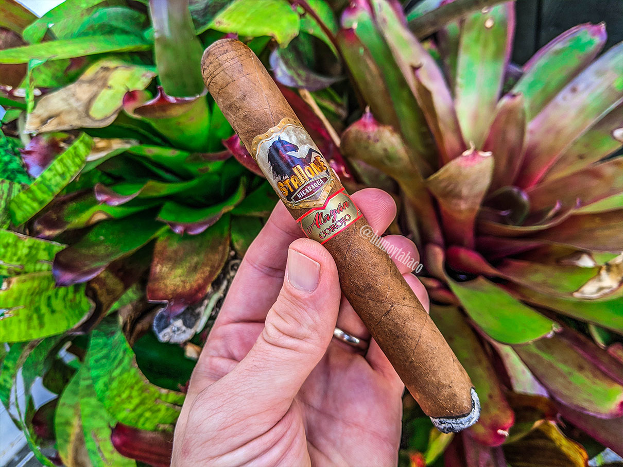 Stallone - Alazan Corojo 02