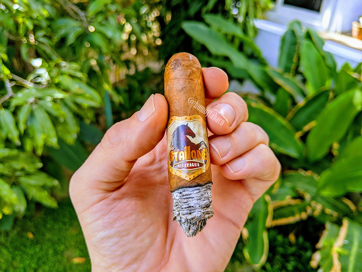 Stallone - Alazan Corojo 05