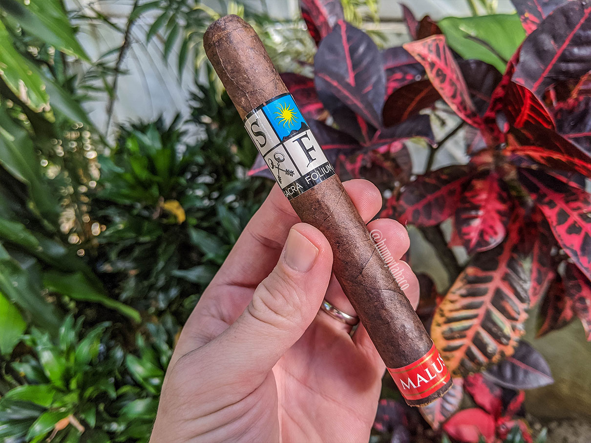 Sacra Folium - Malus 01