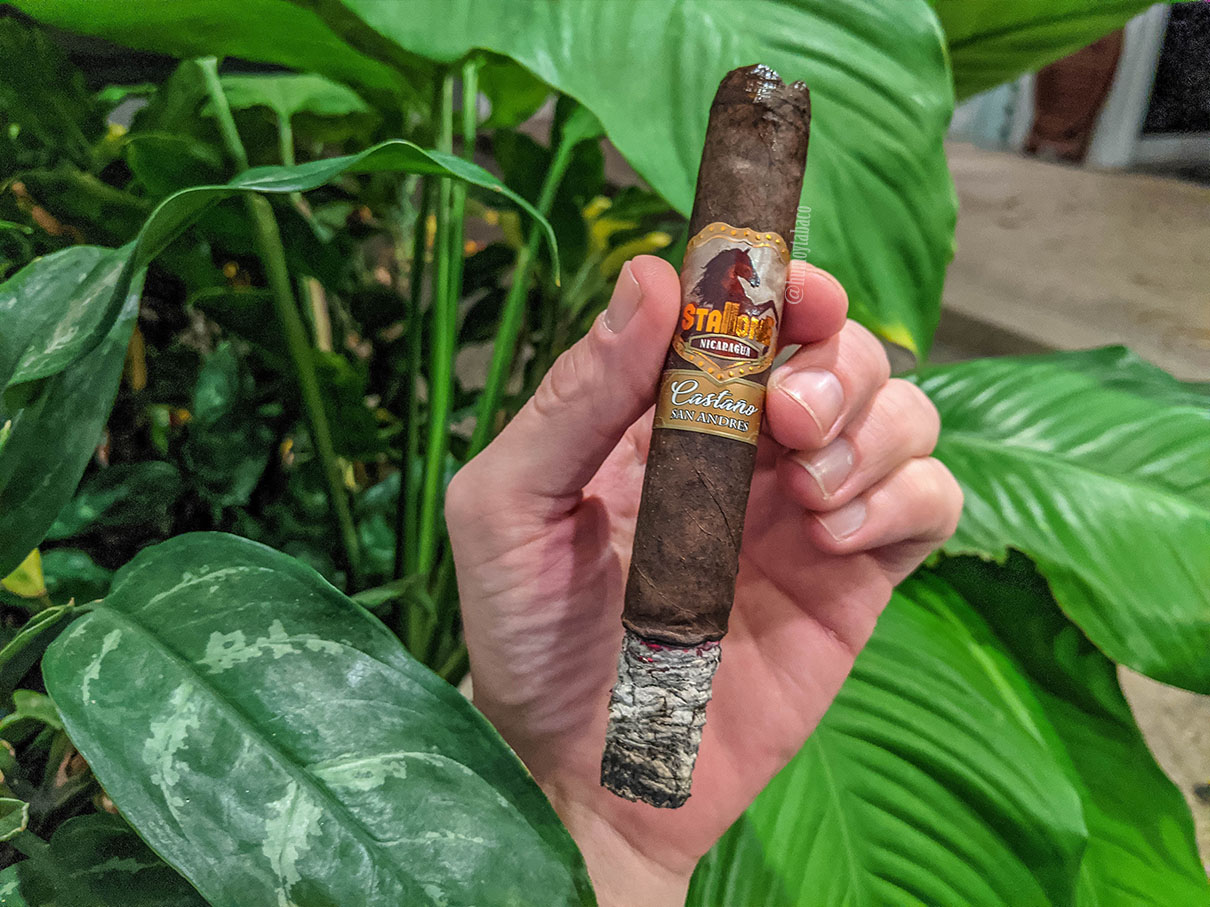 Stallone - Castaño San Andres 04