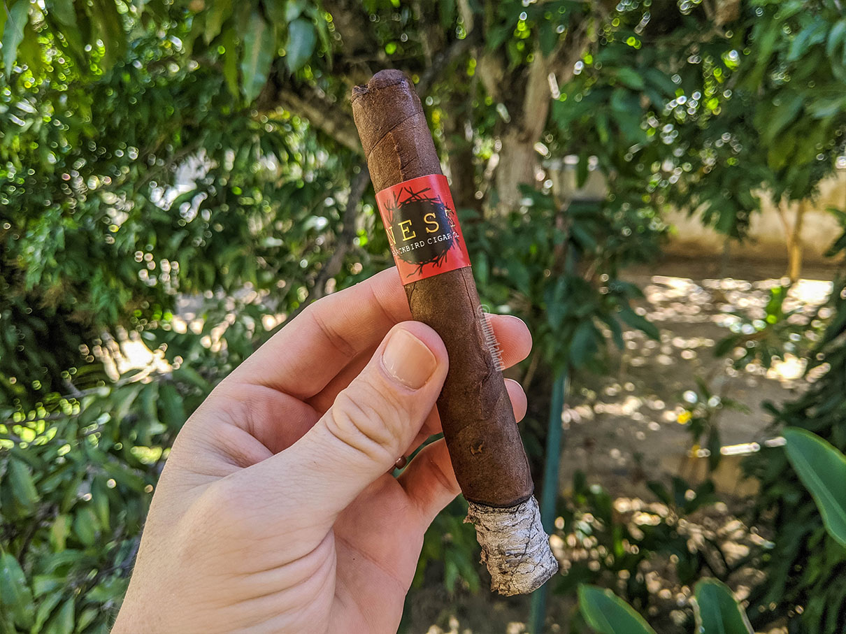 Blackbird - The Nest 02