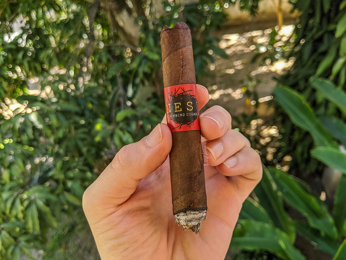 Blackbird - The Nest 03