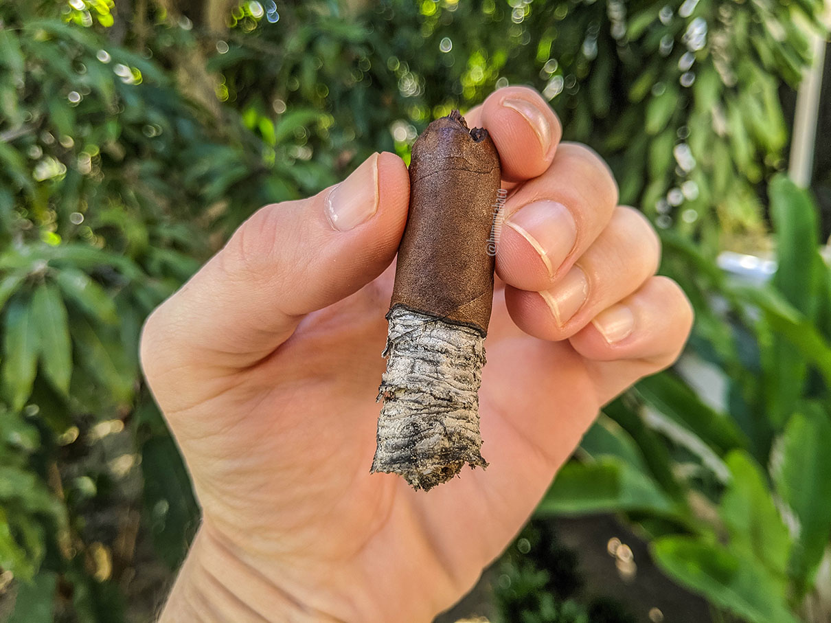 Blackbird - The Nest 06