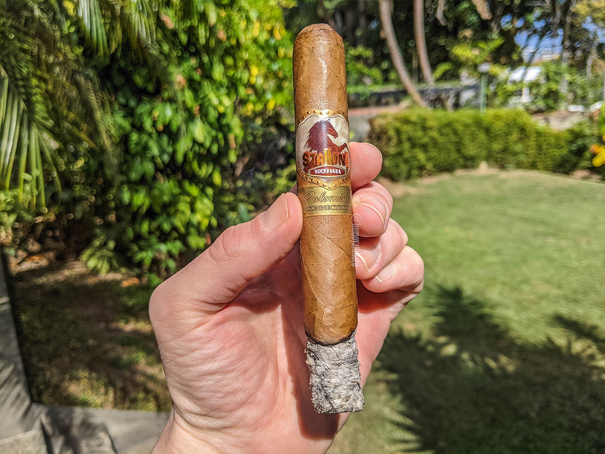 Stallone - Palomino Connectiut 02