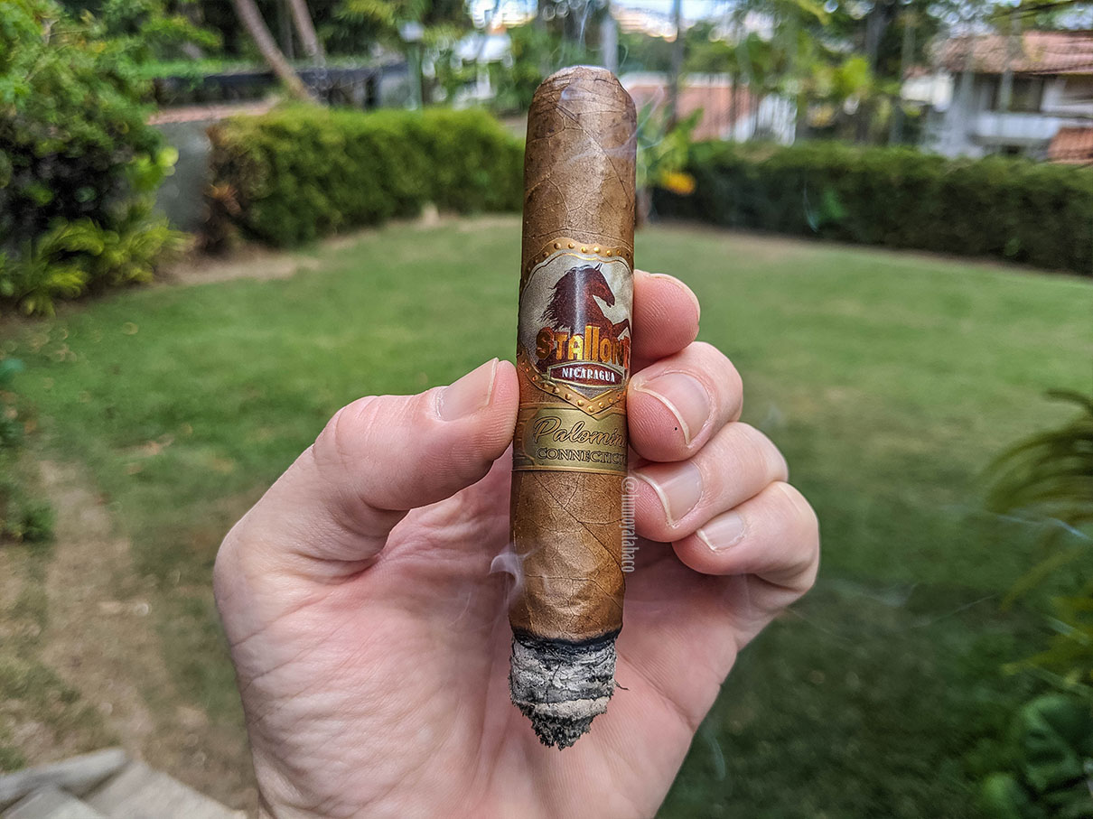 Stallone - Palomino Connectiut 03