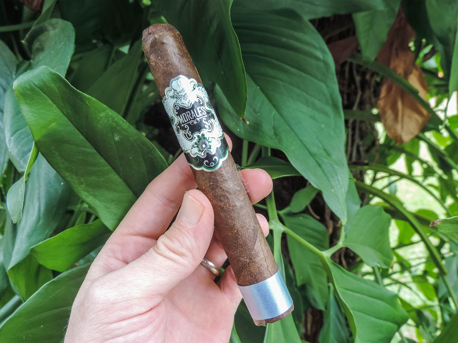 Morales Cigars - 803 Maduro 01