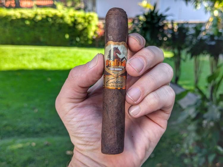 Stallone - Zaino Broadleaf (Robusto) cigar