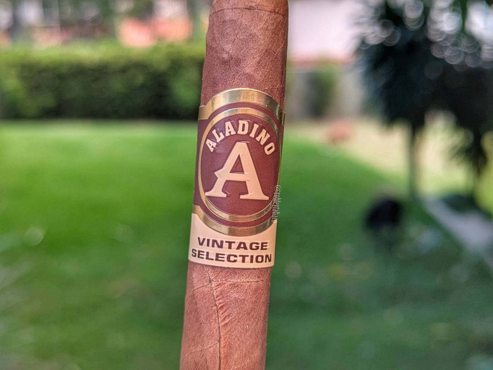 Aladino - Habano Vintage (Elegante) band